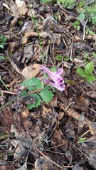 Corydalis paczoskii