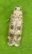 Anisoplaca cosmia
