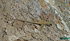 Ophisops elegans