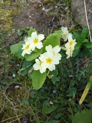 Primula vulgaris