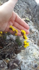 Draba cuspidata