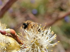 Andrena