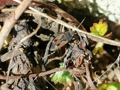 Rhyparochromus vulgaris