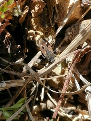 Rhyparochromus vulgaris