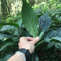 Paraphlomis javanica