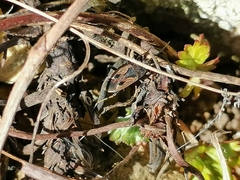 Rhyparochromus vulgaris