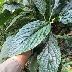 Paraphlomis javanica