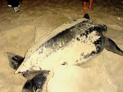 Dermochelys coriacea