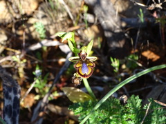 Ophrys speculum speculum