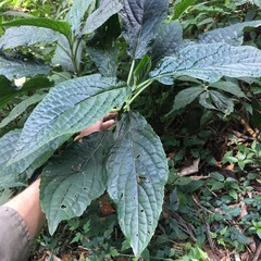 Paraphlomis javanica