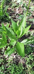 Verbesina alternifolia