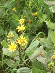 Osteospermum moniliferum moniliferum