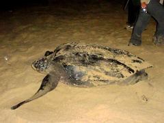 Dermochelys coriacea