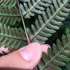 Pteris scabristipes