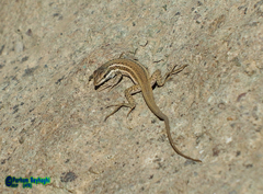 Ophisops elegans