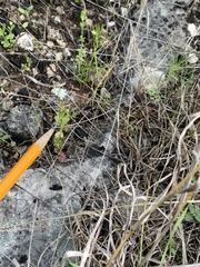 Valerianella amarella