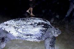 Dermochelys coriacea