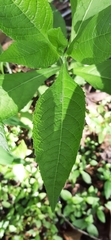 Verbesina alternifolia