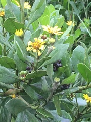 Osteospermum moniliferum moniliferum