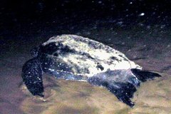 Dermochelys coriacea