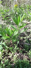 Verbesina alternifolia
