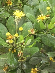 Osteospermum moniliferum moniliferum