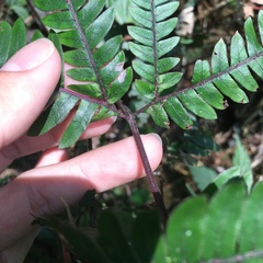 Pteris scabristipes