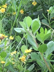 Osteospermum moniliferum moniliferum