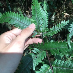 Pteris scabristipes