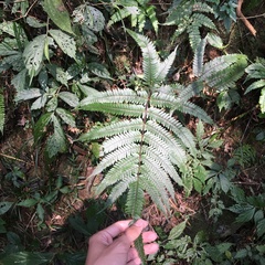 Pteris scabristipes
