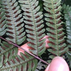 Pteris scabristipes