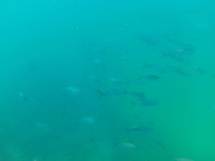 Caranx caballus