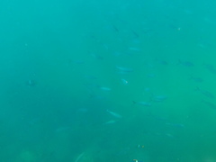 Caranx caballus