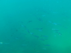 Caranx caballus
