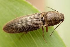 Gambrinus griseus