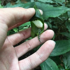 Arisaema grapsospadix