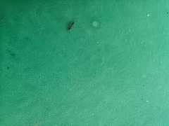 Formicidae