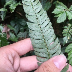 Polystichum hancockii