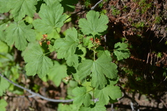 Ribes erythrocarpum