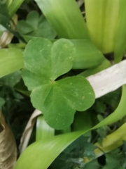 Oxalis