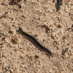 Scolopendra laeta