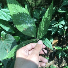 Arisaema grapsospadix