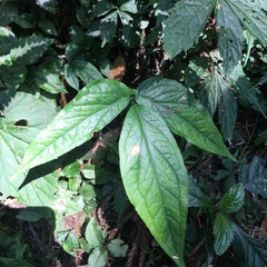Arisaema grapsospadix