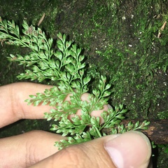 Asplenium tenuifolium