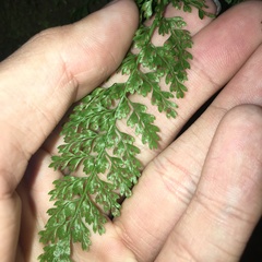 Asplenium tenuifolium
