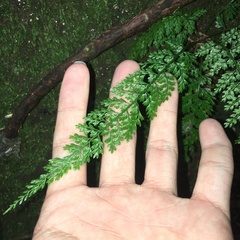 Asplenium tenuifolium