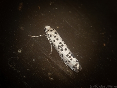 Yponomeuta pustulellus