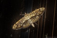 Haritalodes obliqualis