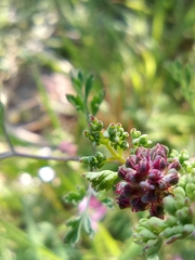Fumaria officinalis