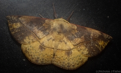 Anthela directa